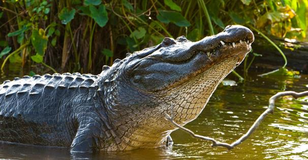 Alligator