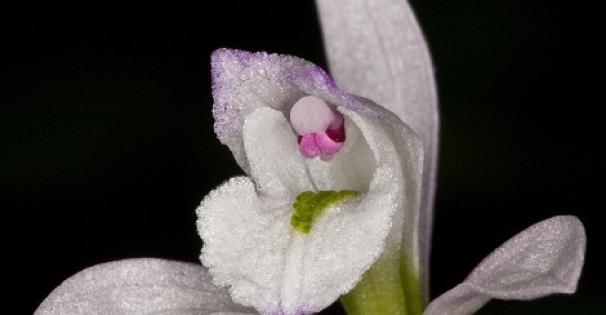 Closeup of three birds orchid, which is considered an S2 species in MS; Photo credit: SoutheasternFlora.com 