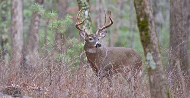 Deer