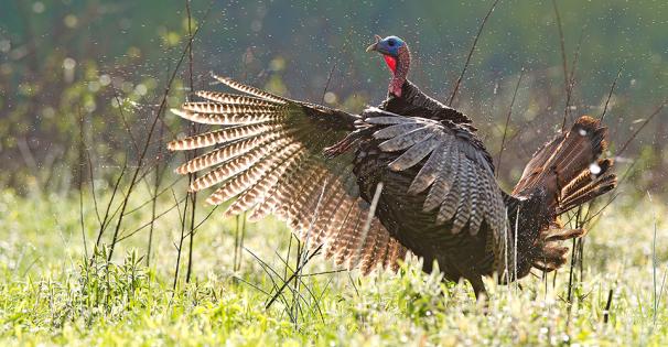 Turkey-Draw