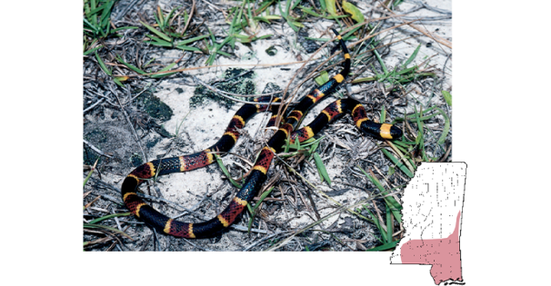 coral snake tn