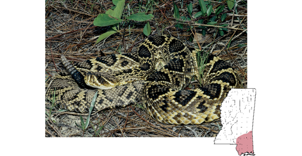 eastern diamondback TN