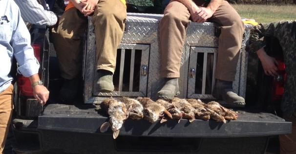 Rabbit Hunt