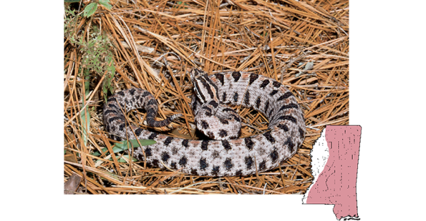 pigmy rattlesnake tn