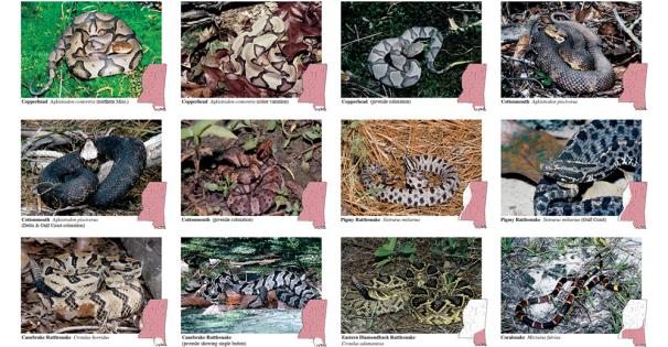 Venomous Snakes of Mississippi