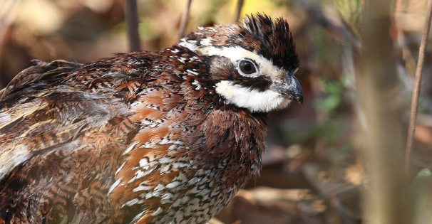 Quail