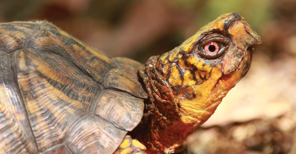 Box Turtle