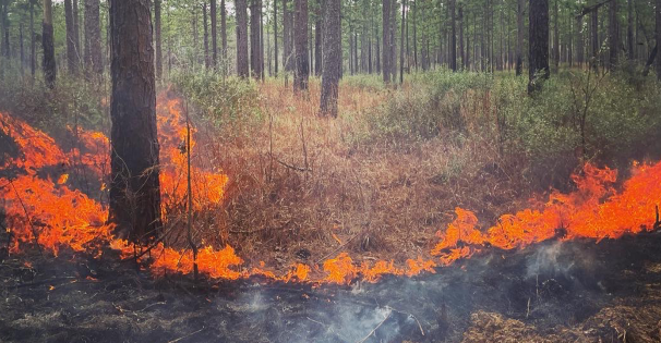 Prescribed burning