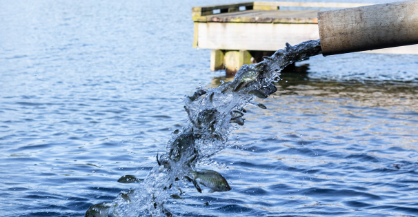 Fish Stocking