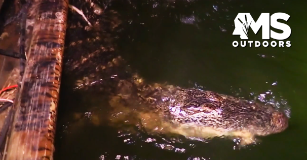 Alligator Hunt