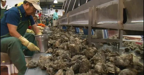 Gulf Coast Oysters