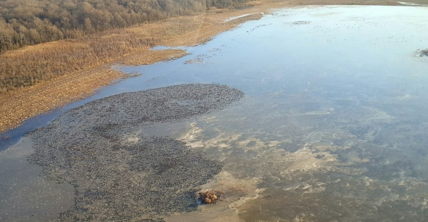 waterfowl survey