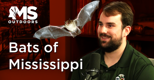 Bats of Mississippi