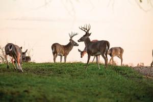 White-tailed deer - Photo by Monita McCool