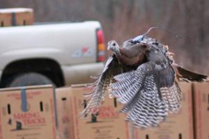 Hen in flight