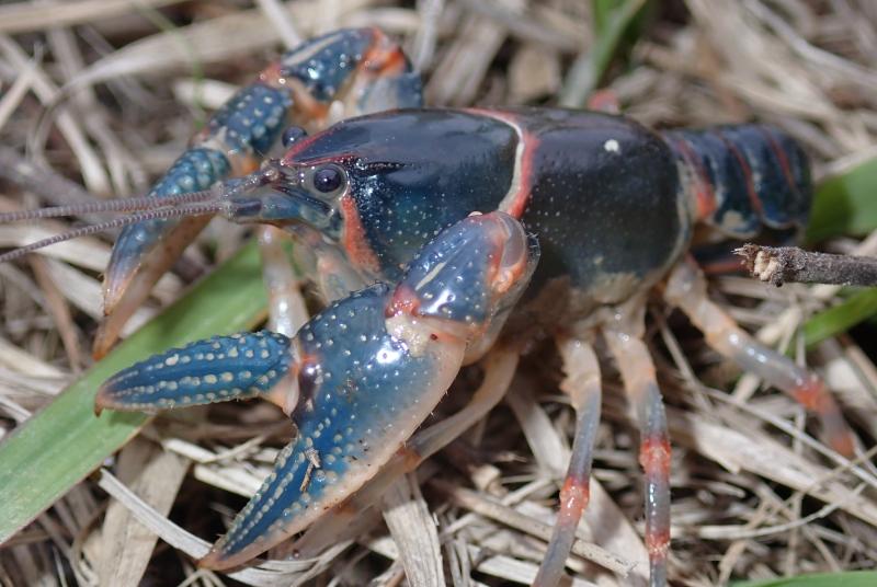 Banded Mudbug