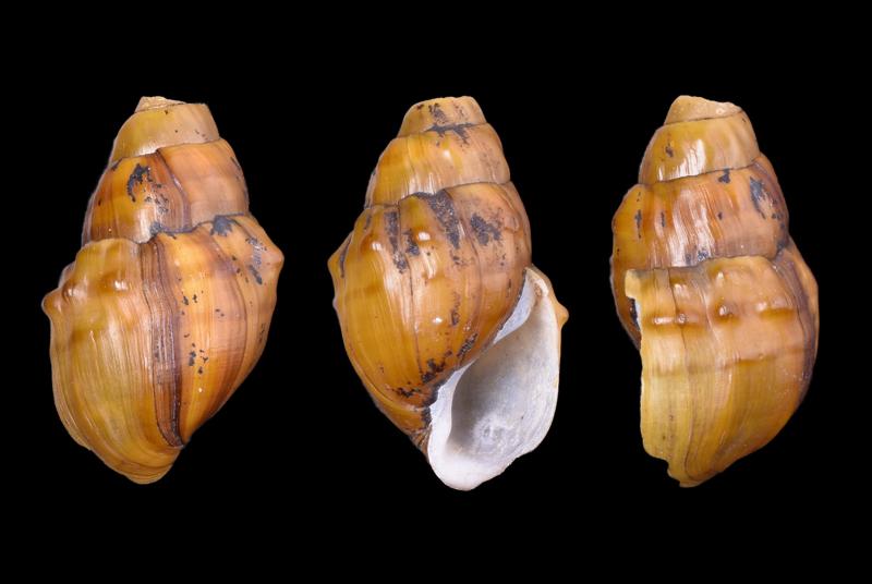 Rediscovery of the formerly extinct, Big Black Rocksnail (Lithasia hubrichti).