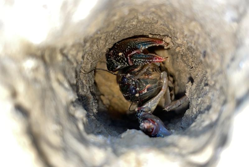 Painted Devil Crayfish inside underground burrow.
